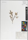 Foto von Salix laggeri Wimm.